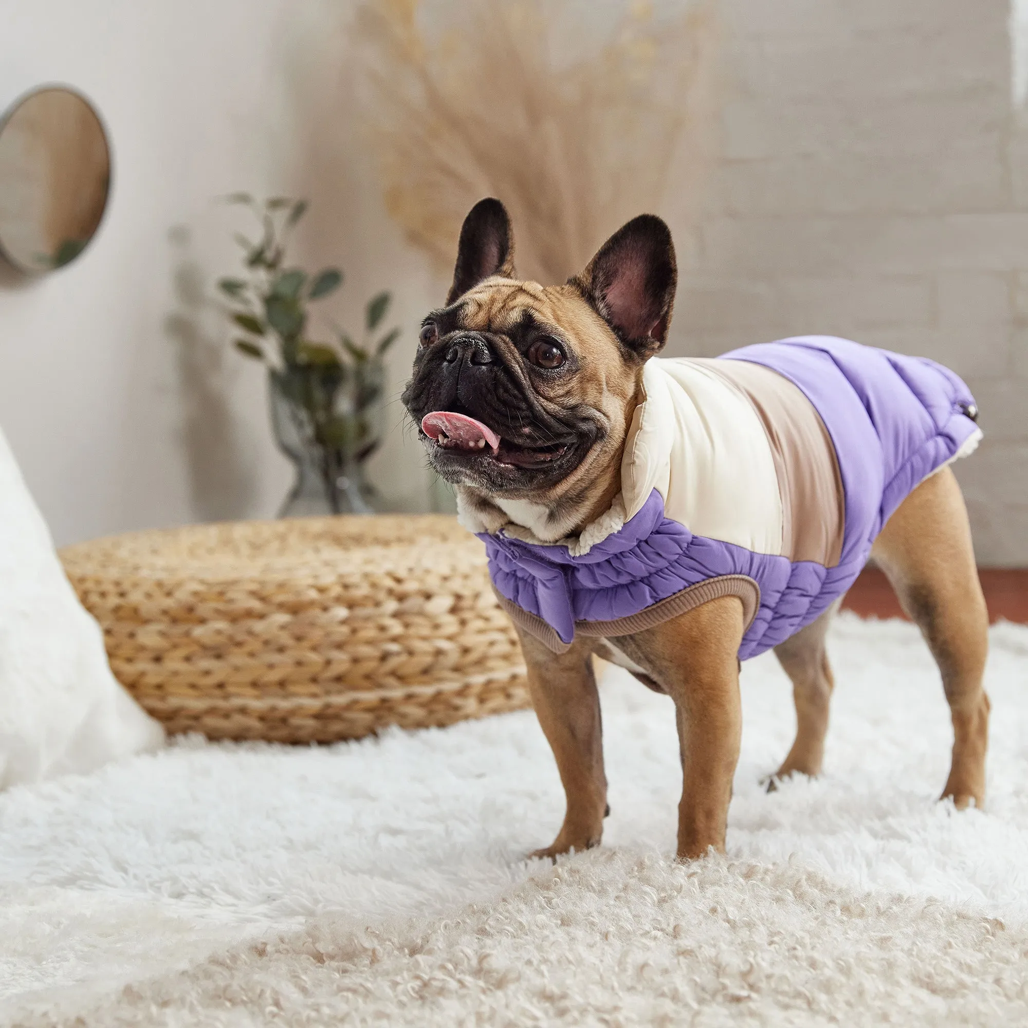Color Block Dog Puffer | Purple