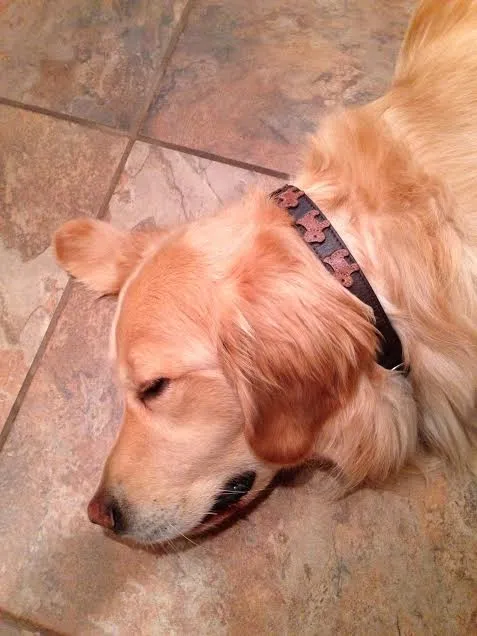 Malka Leather Dog Collar with Leather Dogs