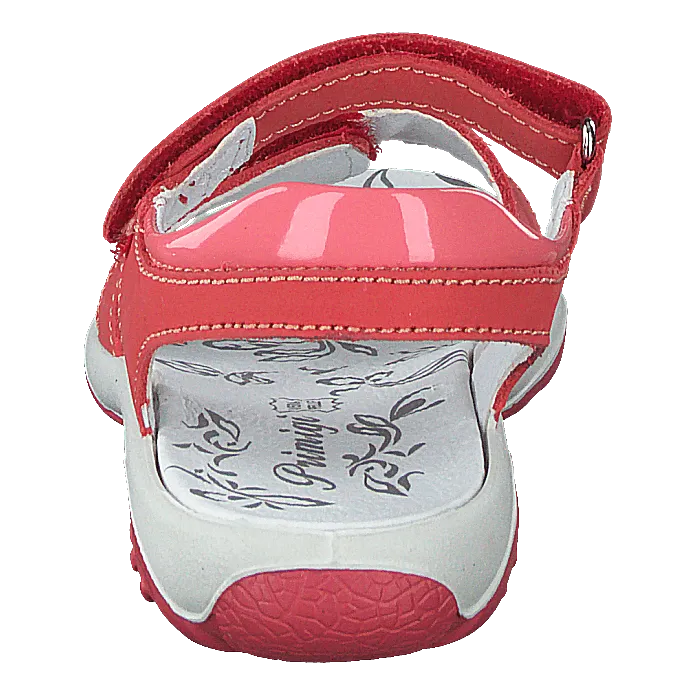 Pbr 73913 Tulipan/corallo